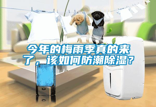 今年的梅雨季真的來了，該如何防潮除濕？