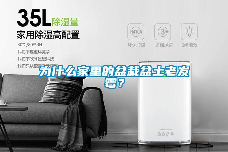 為什么家里的盆栽盆土老發(fā)霉？