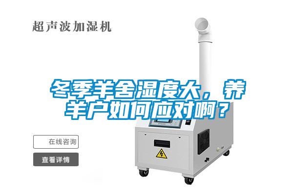 冬季羊舍濕度大，養(yǎng)羊戶如何應(yīng)對??？