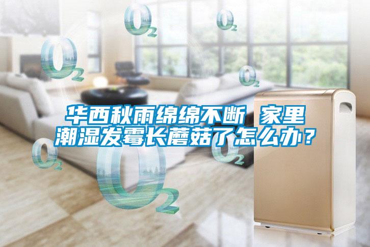 華西秋雨綿綿不斷 家里潮濕發(fā)霉長蘑菇了怎么辦？
