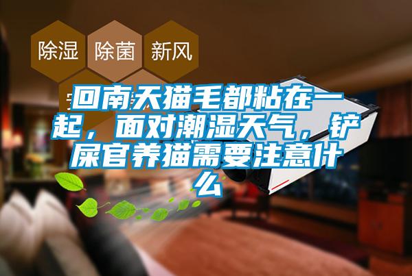 回南天貓毛都粘在一起，面對潮濕天氣，鏟屎官養(yǎng)貓需要注意什么