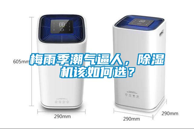 梅雨季潮氣逼人，除濕機該如何選？
