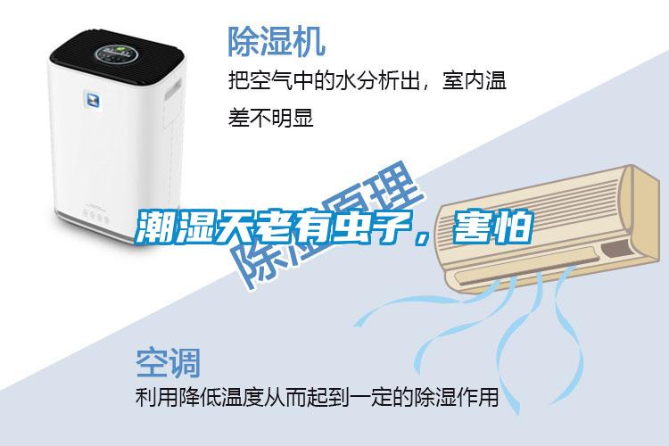 潮濕天老有蟲子，害怕