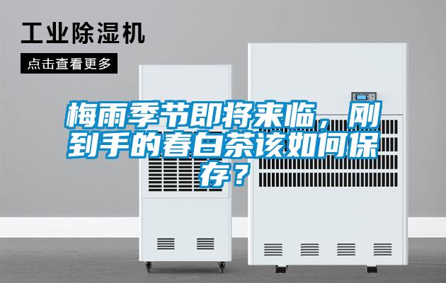 梅雨季節(jié)即將來(lái)臨，剛到手的春白茶該如何保存？