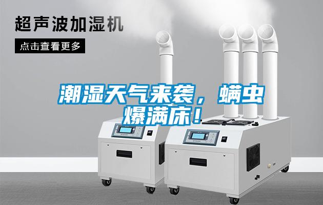 潮濕天氣來襲，螨蟲爆滿床！