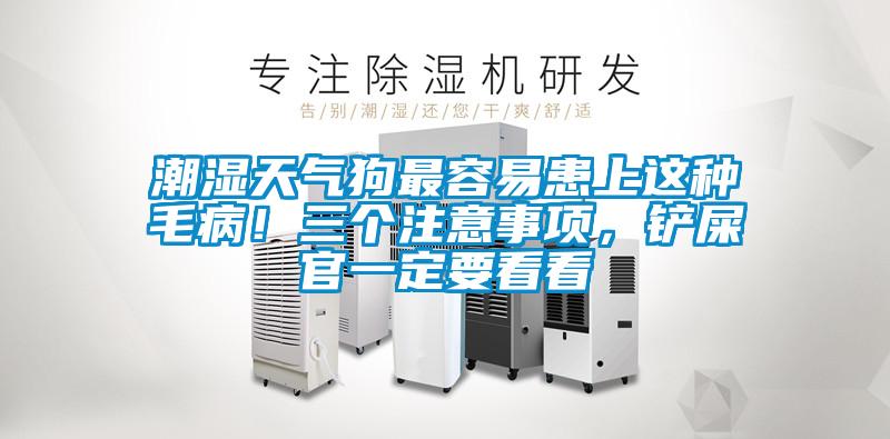 潮濕天氣狗最容易患上這種毛?。∪齻€(gè)注意事項(xiàng)，鏟屎官一定要看看