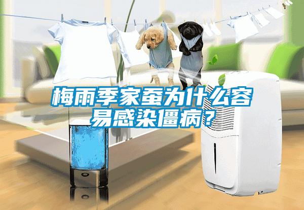 梅雨季家蠶為什么容易感染僵??？
