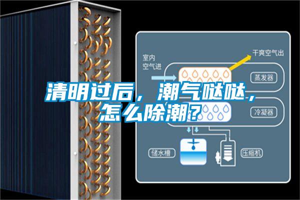 清明過后，潮氣噠噠，怎么除潮？