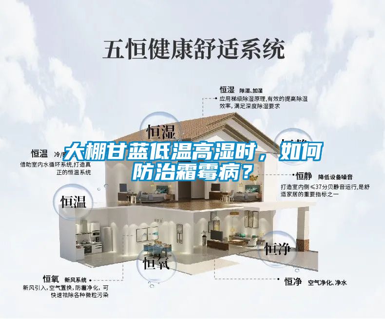 大棚甘藍(lán)低溫高濕時，如何防治霜霉??？